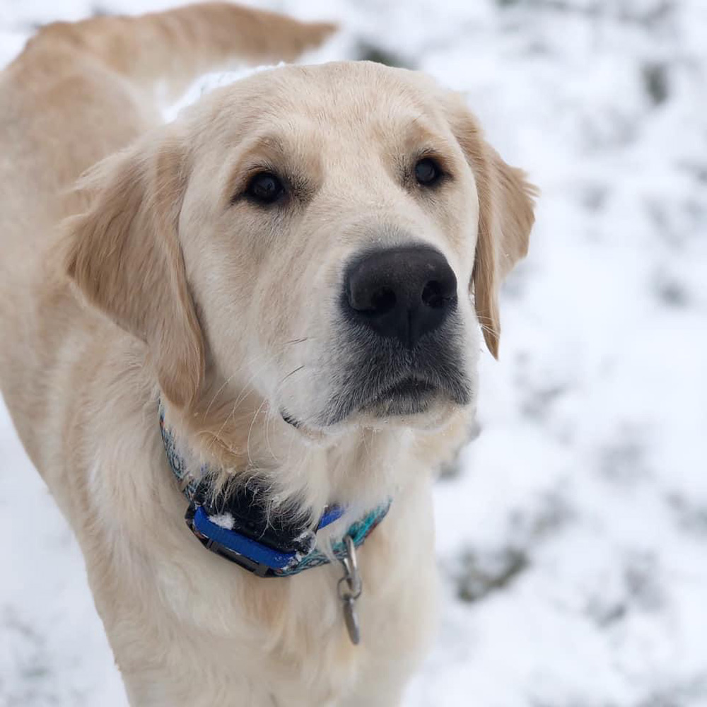 Gallery - Minnesota Golden Retrievers - Whispering Willow Retrievers, LLC