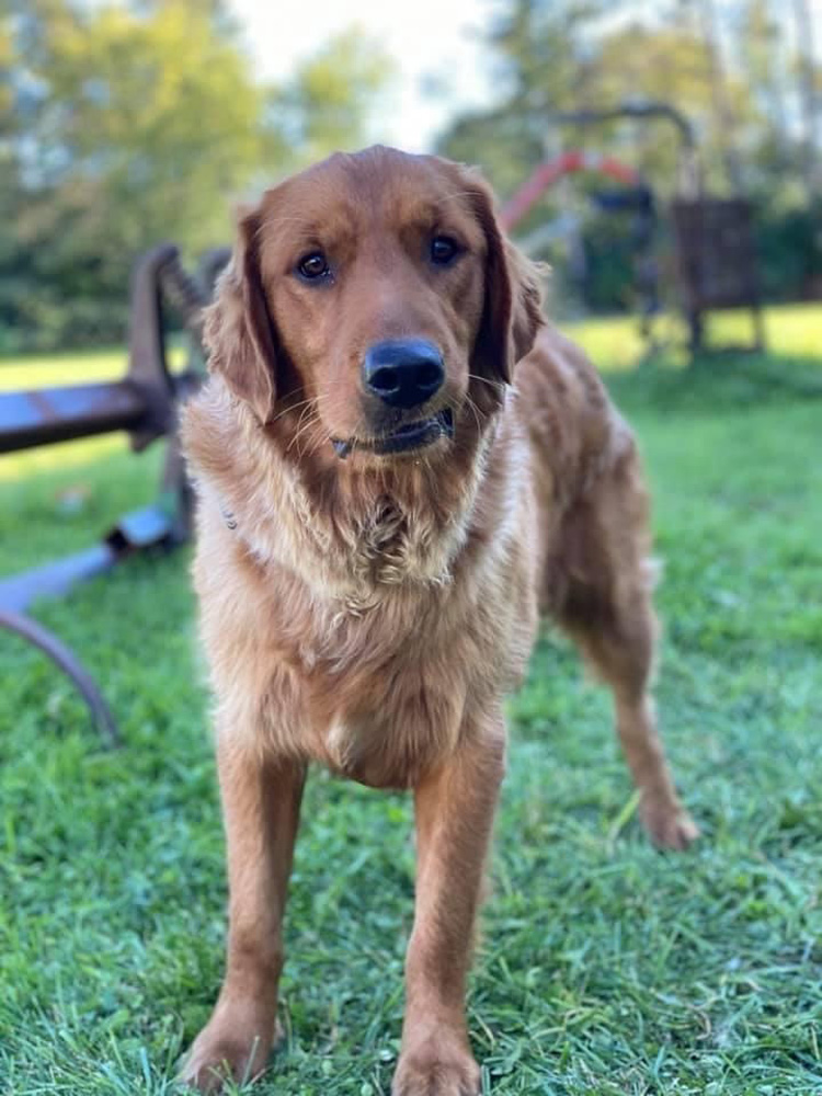 Males - Minnesota Golden Retrievers - Whispering Willow Retrievers, LLC