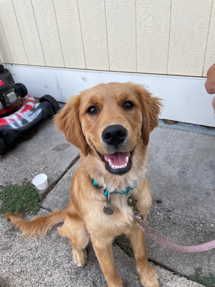 Gallery - Minnesota Golden Retrievers - Whispering Willow Retrievers, LLC