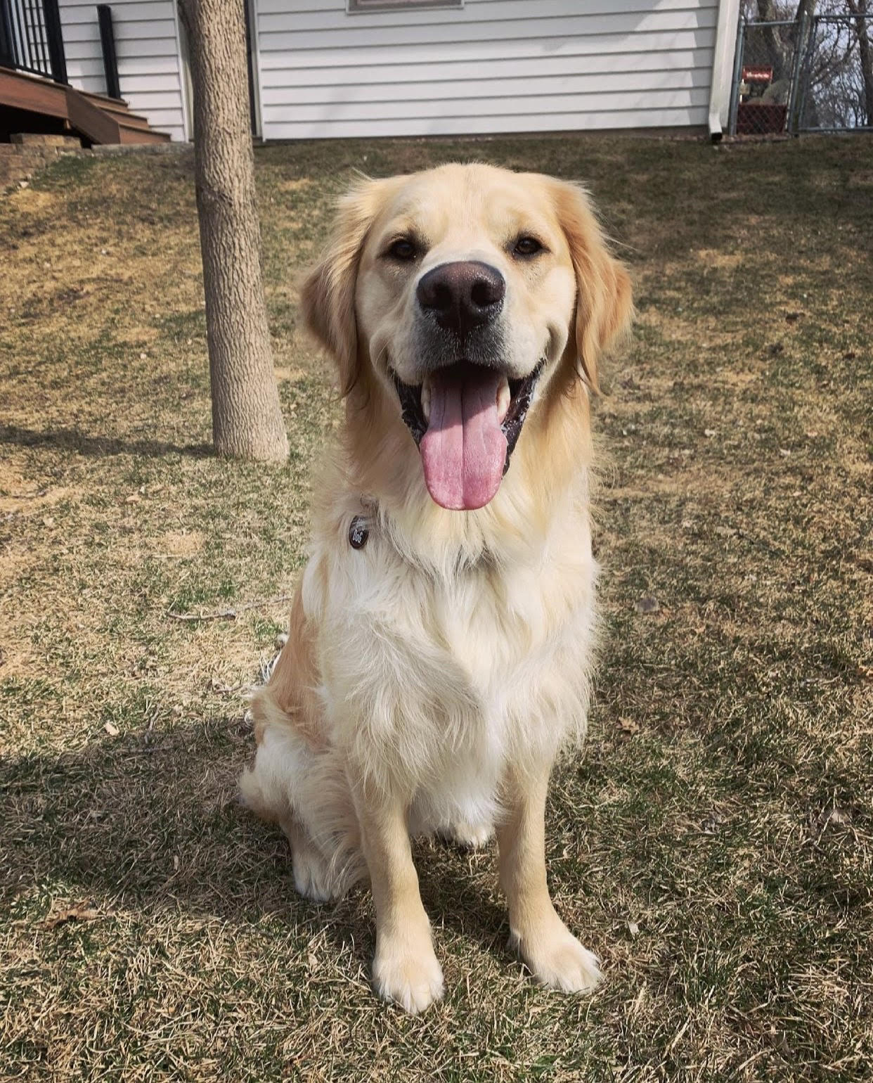 Gallery - Minnesota Golden Retrievers - Whispering Willow Retrievers, LLC